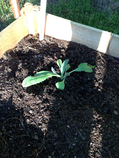 This Artichoke will Save the World by Circespeaks